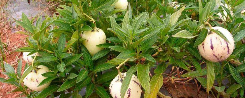 人参果怎么浇水（人参果怎么浇水呢）