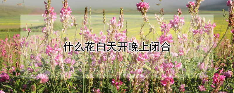 什么花白天开晚上闭合（哪些花白天开晚上闭合）