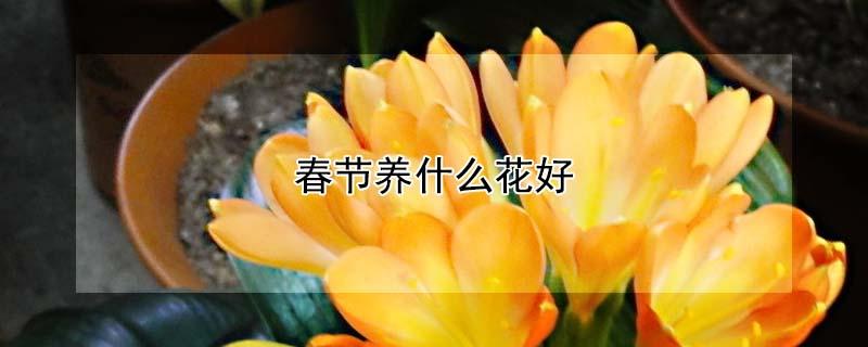 春节养什么花好（春节养什么花好?）