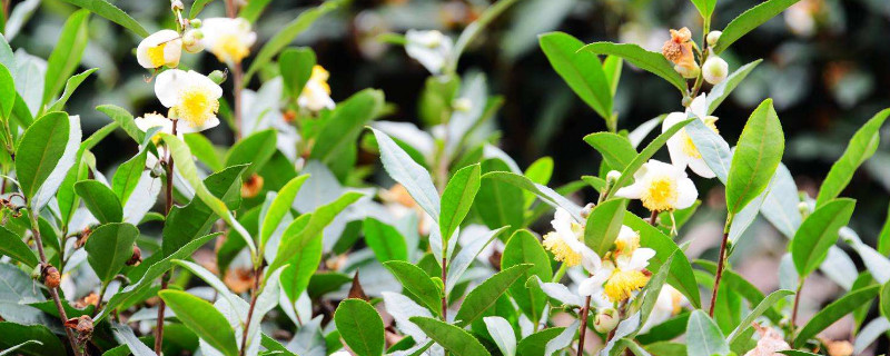 茶叶病虫害及防冶方法（茶叶病虫害的防治方法）