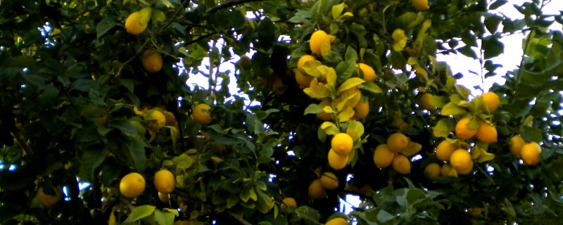 柠檬叶子发黄变卷 柠檬新叶子变黄 还卷卷的