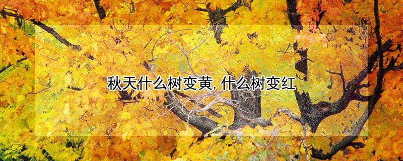 秋天什么树变黄,什么树变红 秋天什么树变黄什么树变红