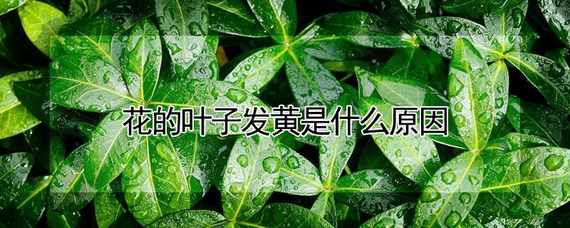 花的叶子发黄是什么原因（花叶子发黄是什么原因造成的）