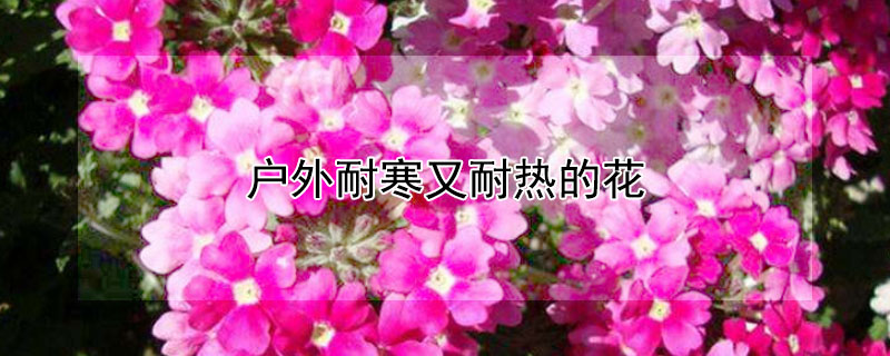 户外耐寒又耐热的花 户外耐寒又耐热的花草