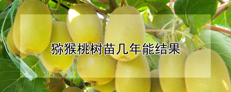 猕猴桃树苗几年能结果（猕猴桃树苗几年能结果子）