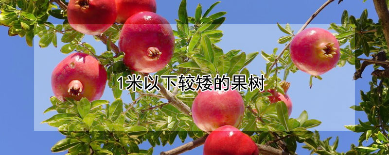 1米以下较矮的果树 1米以下较矮的果树品种