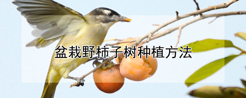 盆栽野柿子树种植方法 盆栽野柿子树种植方法图解