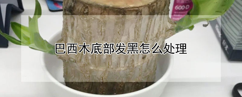 巴西木底部发黑怎么处理 巴西木底部发黑怎么办