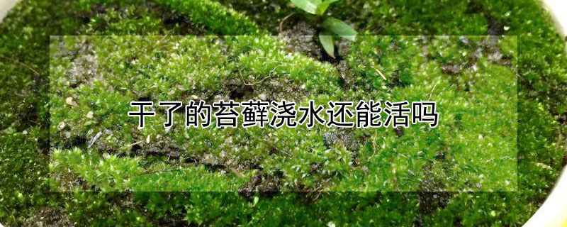 干了的苔藓浇水还能活吗 干了的苔藓浇水还能活吗