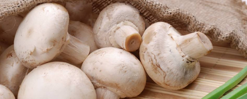 蘑菇栽培技术（蘑菇栽培技术视频）