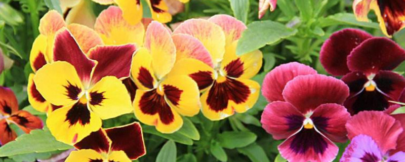 角堇和三色堇的区别 角堇和三色堇花期