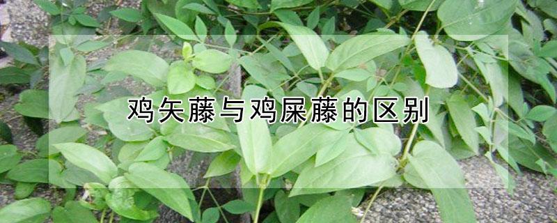 鸡矢藤与鸡屎藤的区别（鸡矢藤与鸡屎藤的区别与功效）