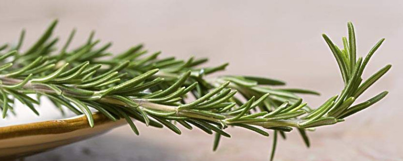 香草有几种 香草有几种种类图片