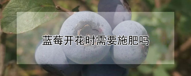 蓝莓开花时需要施肥吗 蓝莓开花了需要施肥吗