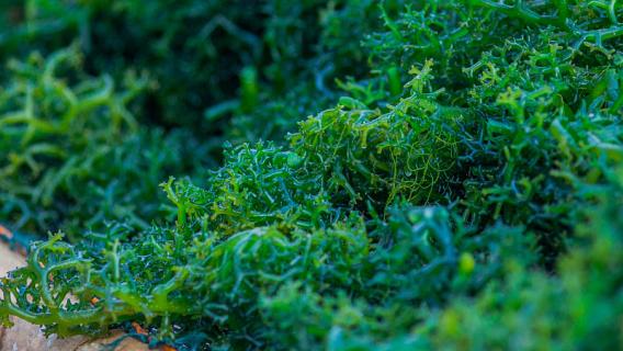 鹿角菜是什么植物（鹿角菜是什么植物图片）