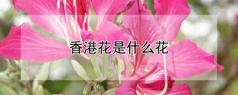 香港花是什么花 香港花是什么花,象征什么