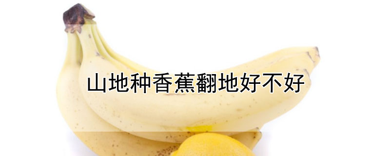 山地种香蕉翻地好不好 山地种香蕉翻地好不好吃