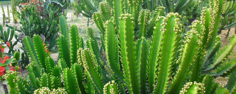 室内养什么花对身体好 室内养什么花对身体好呢