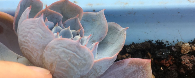 多肉叶枯病怎么治（多肉叶枯病怎么治）