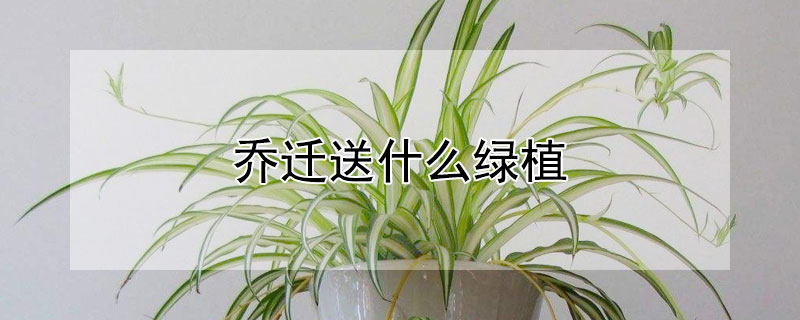 乔迁送什么绿植（乔迁可以送绿植作为礼物吗）