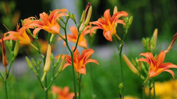 忘忧草是黄花菜吗（忘忧草是黄花菜吗?）