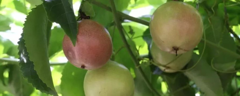 百香果僵苗怎么办（种下的百香果苗不生长怎么办）