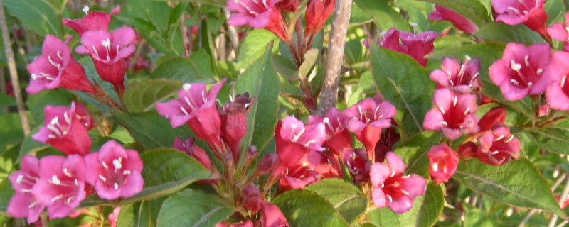 五彩锦带的花期 五彩锦带花期长吗