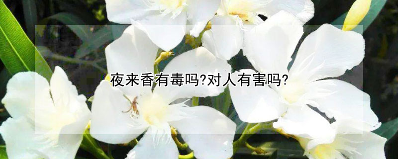 夜来香有毒吗?对人有害吗? 夜来香有毒吗?对人有害吗?可以摸吗