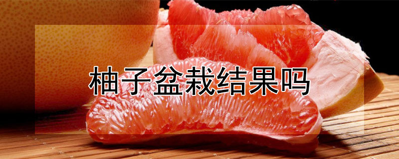 柚子盆栽结果吗（柚子盆栽能结果吗）