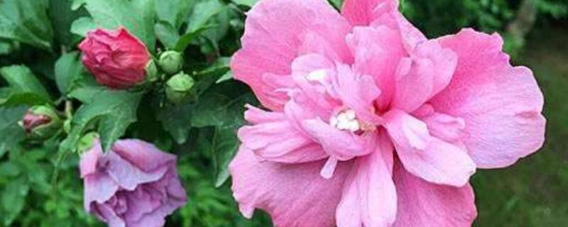 丹麦木槿的繁殖方法 丹麦木槿的繁殖方法图解