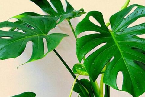 龟背竹蔫了会恢复么