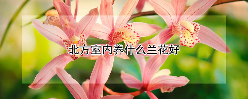 北方室内养什么兰花好 北方室内养什么兰花好养活