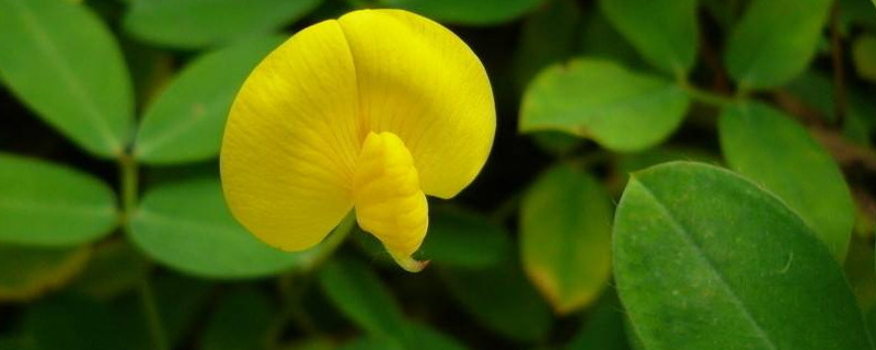 花生的果实长在哪里 花生的果实长在哪里为什么