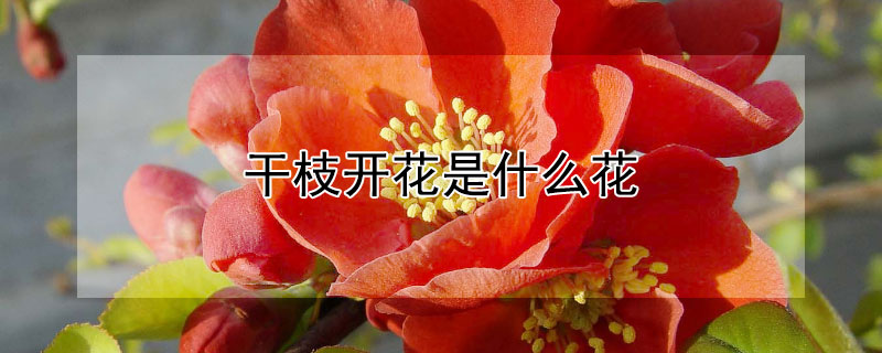 干枝开花是什么花 干枝开花是什么花啊
