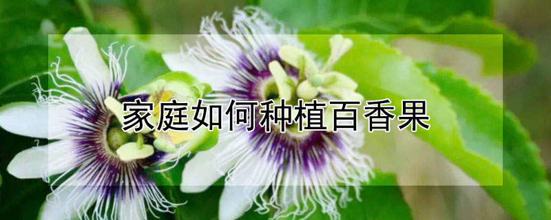 家庭如何种植百香果 家庭如何种植百香果树