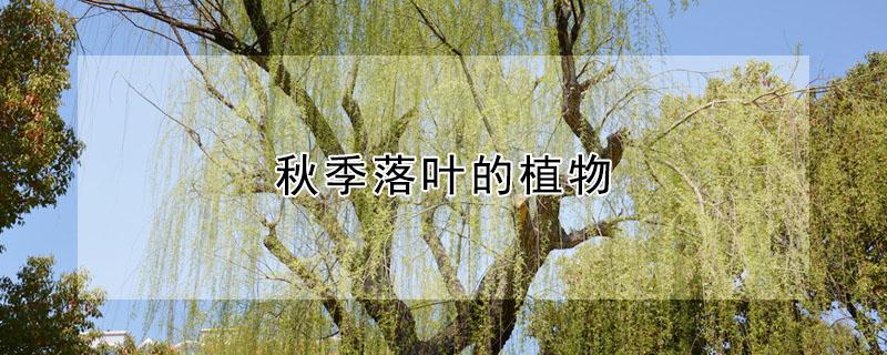 秋季落叶的植物（秋季落叶的植物图片）