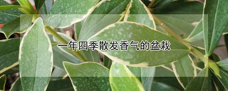 一年四季散发香气的盆栽（一年四季散发香气的盆栽茉莉花）