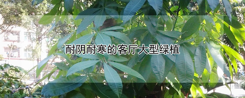 耐阴耐寒的客厅大型绿植 耐阴耐寒的客厅小型绿植