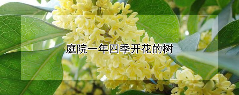 庭院一年四季开花的树（庭院一年四季开花的树有哪些）