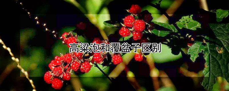 高粱泡和覆盆子区别（高粱泡是什么）