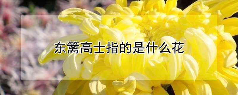 东篱高士指的是什么花 菊花是东篱高士吗