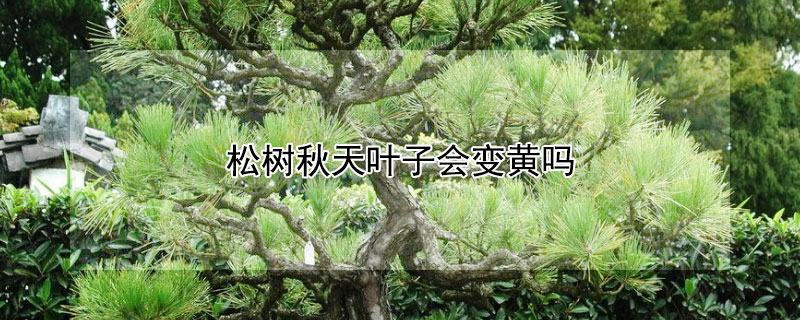 松树秋天叶子会变黄吗（松树秋天叶子会变黄吗图片）