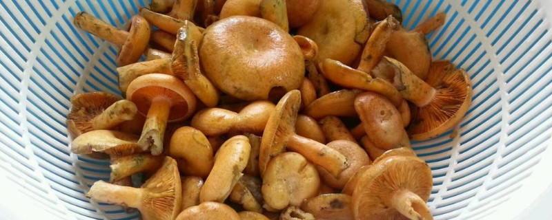 丛菌什么季节生长（丛菌什么时候生长）