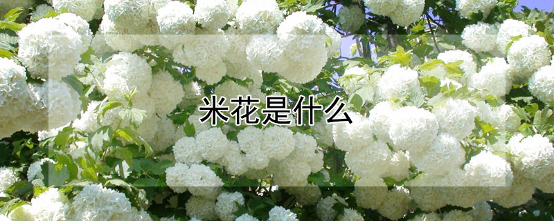 米花是什么（米花是什么花）