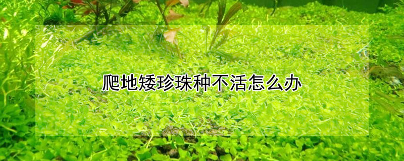 爬地矮珍珠种不活怎么办 怎样种爬地矮珍珠