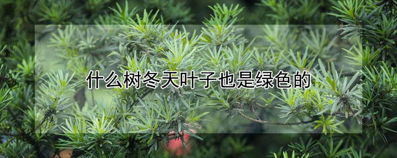 什么树冬天叶子也是绿色的（什么树冬天叶子也是绿色的）