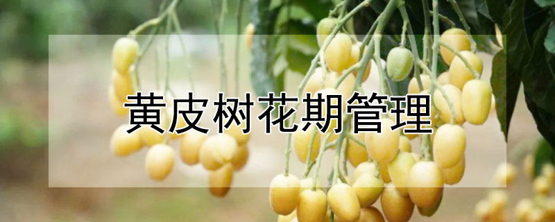 黄皮树花期管理 黄皮树花期施肥方法