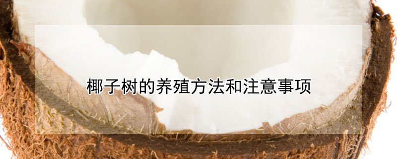 椰子树的养殖方法和注意事项 椰子树的养殖方法和注意事项有哪些