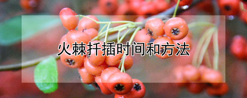 火棘扦插时间和方法（火棘的扦插时间）