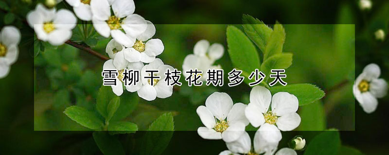 雪柳干枝花期多少天 雪柳干枝花期多少天开花